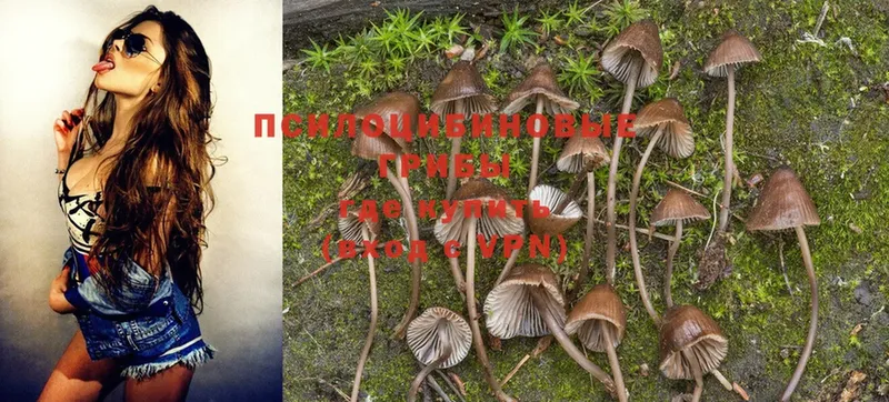 наркошоп  Калининец  Галлюциногенные грибы MAGIC MUSHROOMS 